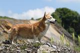 CORGI PEMBROKE 436
